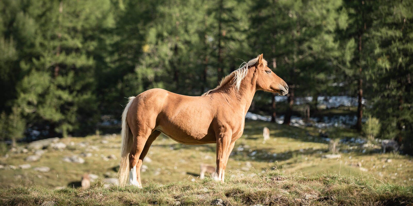 Stolze Haflingerstute auf der Alm