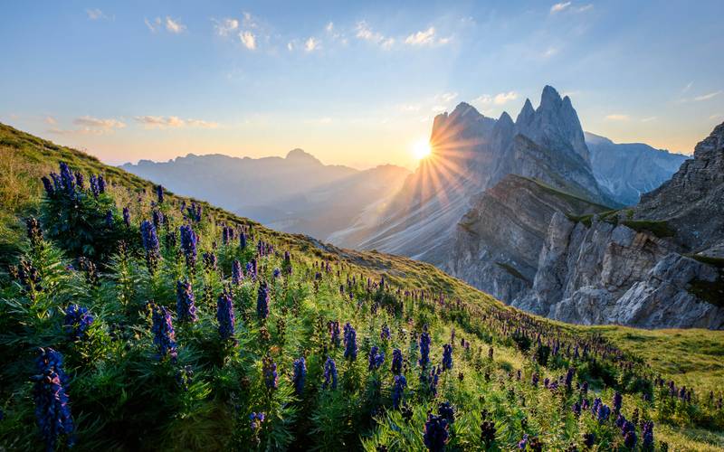 Die Geislergruppe bei Sonnenaufgang, im Vordergrund blauer Eisenhut