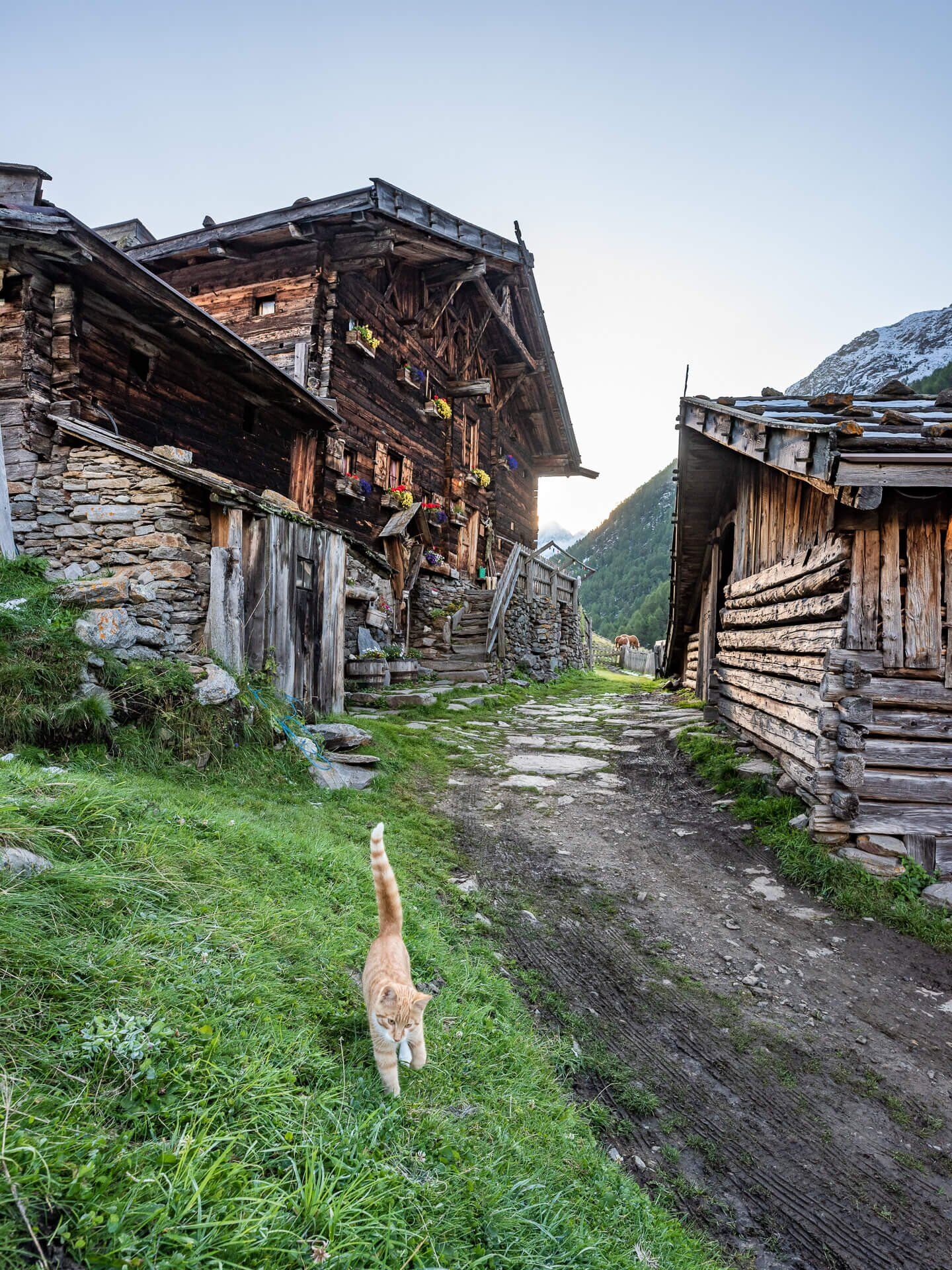 Getiegerte Katze im Vordergrund, dahinter die Uralte Mitterkaseralm