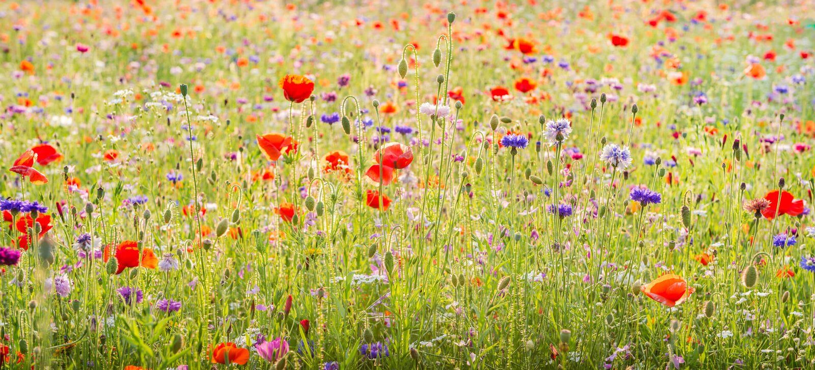 Bl&uuml;hende Blumenwiese, saftiges Gr&uuml;n und bunte Farben